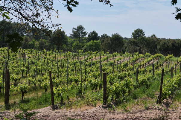 Balade en trottinette électrique et dégustation de vin à Capbreton